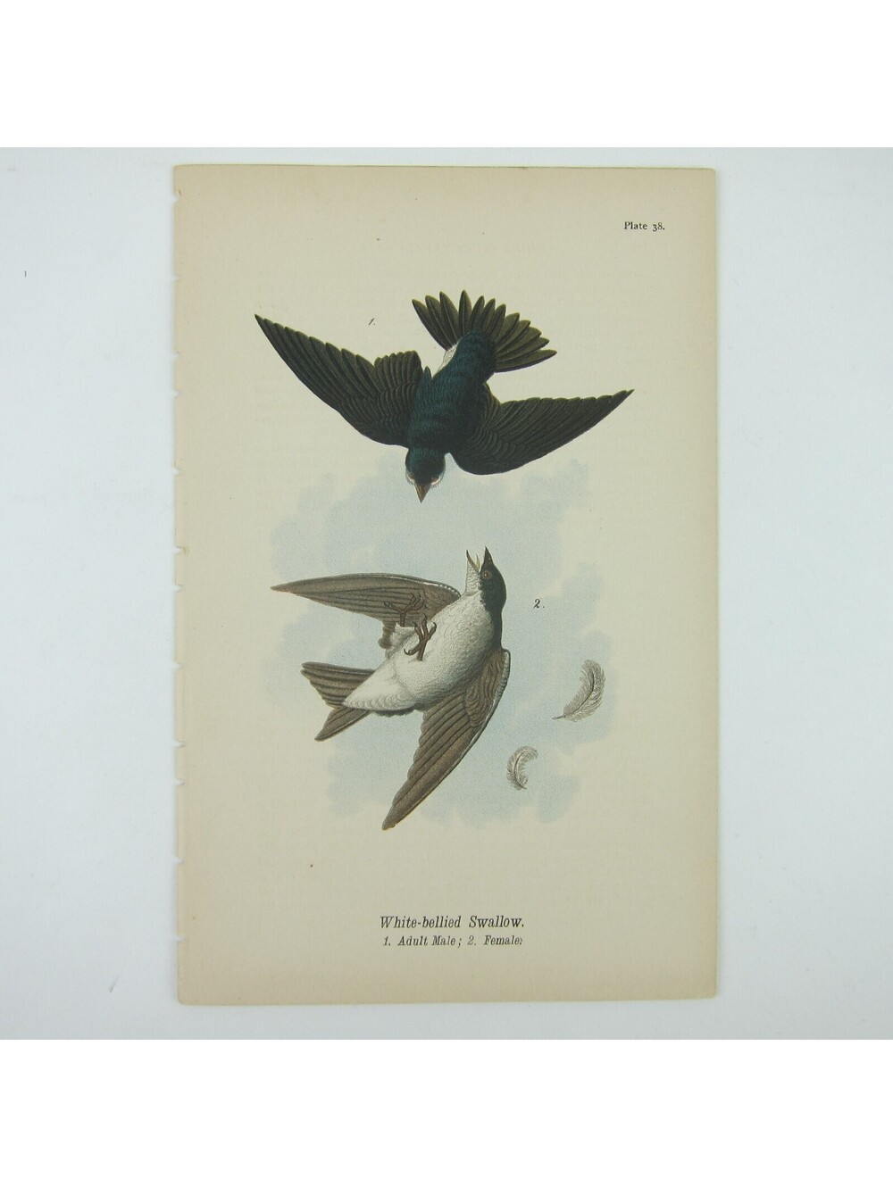 Bird Lithograph Print White-bellied Swallow aft John James Audubon Antique 1890